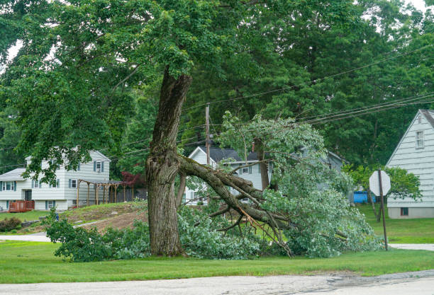 Emergency Storm Tree Removal